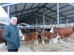 Oltu Canlı Hayvan Pazarı Kapatıldı