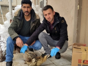 Yüksekova’da Hint Balıkçıl Kuşu Bulundu