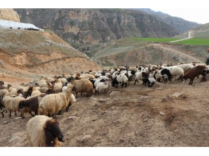 Kuzular Anneleriyle Buluştu, Ortaya Renkli Görüntüler Çıktı