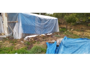 Çadırda Mangal Kömüründen Zehirlenerek Öldü