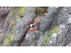 2 Gündür Mahsur Kalan Keçi Kurtarılmayı Bekliyor