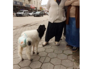 Etrafı Kirletmesin Diye Koyununa Çocuk Bezi Bağladı