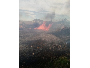 Antalya’da Sazlık Yangınında 30 Dönüm Alan Zarar Gördü