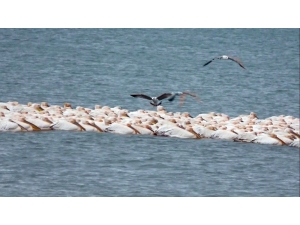 Pelikanlar Mersin’de Göç Molası Verdi