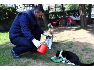 Korona Virüs Salgınında Sokak Hayvanları Unutulmadı