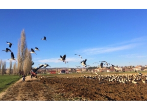 Yüzlerce Leylek Yakından Görüntülendi