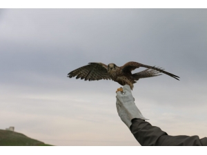 Siirt’te Tedavi Edilen Atmaca Doğaya Salındı