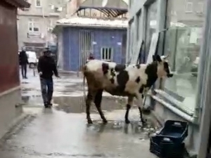 Sahibinden Kaçan Düve, Zor Anlar Yaşattı