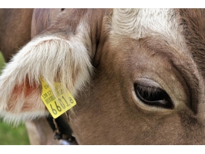 Düzce’de 2 Bin 652 Hayvana Küpe Takıldı