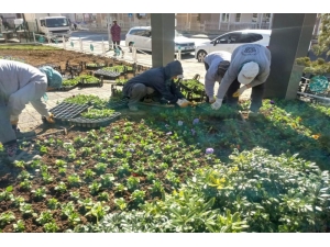 Şehir Süleymanpaşa’da Yetişen Çiçeklerle Renkleniyor