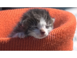 Yavru Kediyi Kalp Masajı Ve Suni Teneffüs Yaparak Hayata Döndürdü