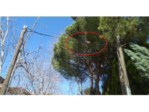 Selendi’de Sokaklar Sincaplara Kaldı