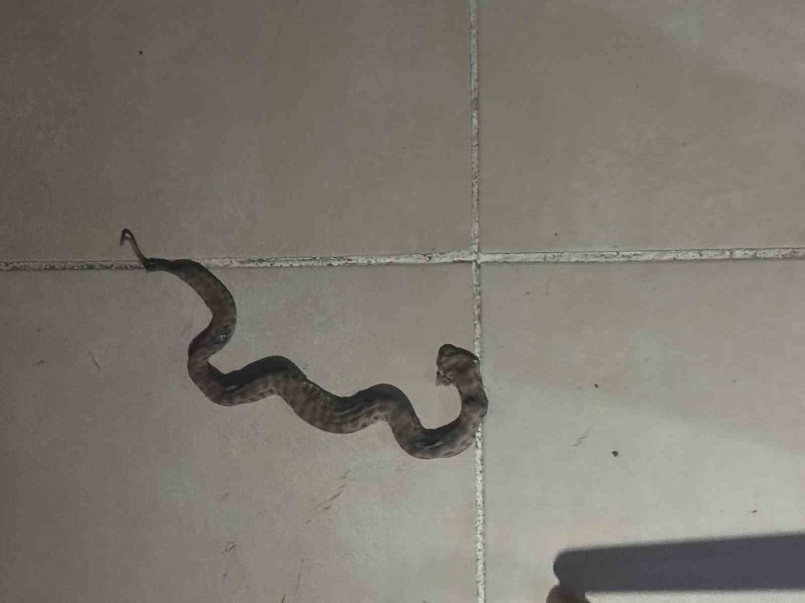 siirt-te-apartmanda-gorulen-yilan-panige-neden-oldu