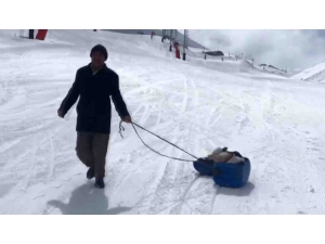 Hasta Buzağıyı Kızakla Veterinere Götürdü