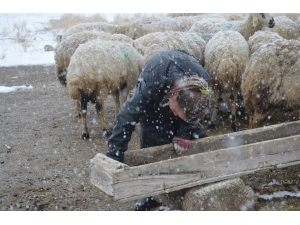 11 Yaşındaki Kardelen, Korona Virüs Tatilinde Çobanlık Yapıyor