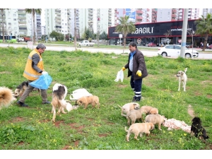 Sokak Hayvanları Aç Kalmayacak