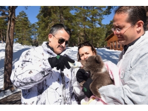 Anne Ayı Ve Yavrularının Kar Keyfi