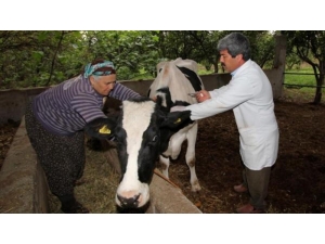 Hayvan Hastalıkları İle Mücadele Düzce’de Devam Ediyor