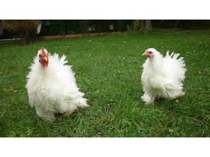 2 Milyon Kanatlı Hayvan Sevki Yapıldı