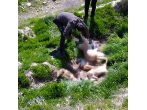 Çivril’de Bir Tilki Ve 4 Köpek Telef Edildi