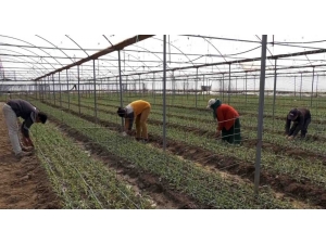 Korona Virüs Tehdidine Rağmen Avrupa İçin Karanfil Üretiyorlar
