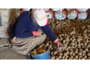 Sandıklı’da Patates Ekimi Başladı