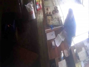 Fırında Yere Düşen Parayı Alan Kargocu Güvenlik Kamerasına Yakalandı