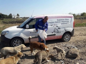 Korona Virüs Nedeniyle Aç Kalan Sokak Hayvanlarını Unutmadılar