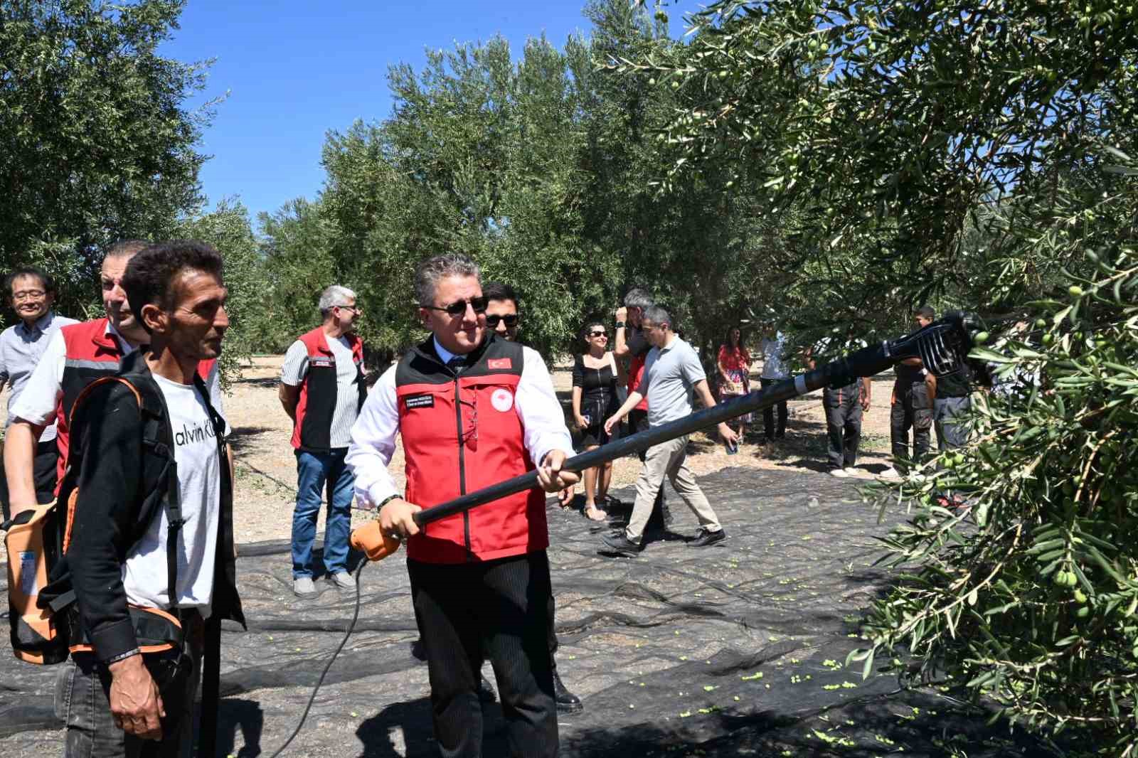 dikili-de-sezonun-ilk-zeytin-hasadi-basladi