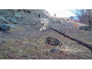 Doğal Hayat ’Fotokapan’la Görüntülendi