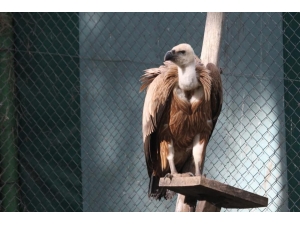 Tedavi Edilen Kızıl Akbaba Doğaya Bırakıldı