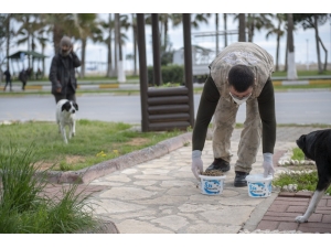 Mersin’de Sokak Hayvanları İçin Birçok Noktaya Mama Bırakılıyor