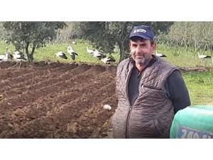 Leyleklerin İstilası