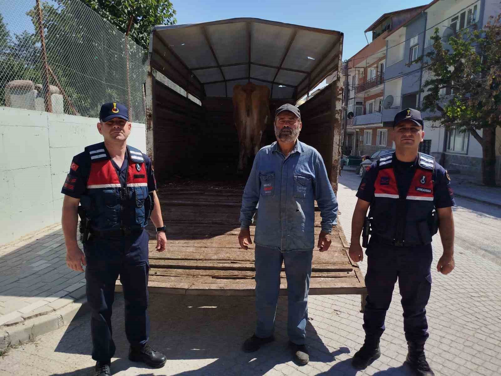 eskisehir-de-calinan-buyukbas-hayvanlardan-biri-bilecik-te-bulundu