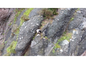 Keçi Dağda Mahsur Kaldı