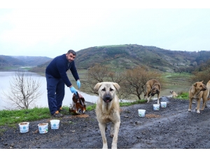 Başakşehir’de Sokak Hayvanları Yalnız Değil
