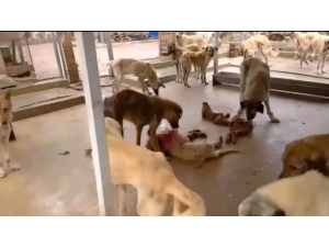 Barınakta Aç Kalan Köpekler Birbirine Yedi