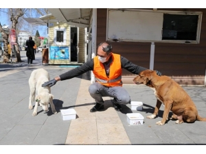Adıyaman Belediyesi, Sokak Hayvanları İçin Mama Ve Yem Bıraktı