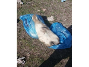 Kaçak Hayvan Eti Operasyonunda 2 Kişiye 27 Bin 868 Tl Para Cezası Kesildi