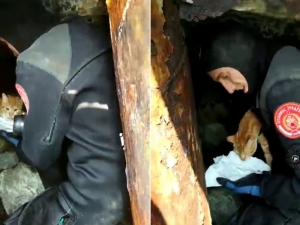 İbb Ekiplerinden İskele Demirlerinde Mahsur Kalan Kediye Kurtarma Operasyonu