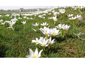 Baharın Müjdecisi Kardelenler Muş Ovası’nı Süsledi