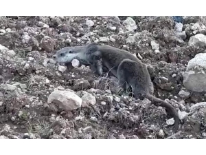 Siirt’te Yavru Su Samuru Doğal Ortamına Bırakıldı