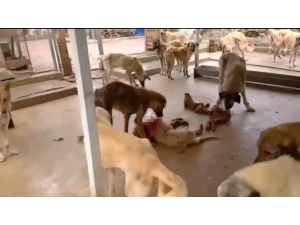 Çıtırık, Barınaktaki Vahşete Müfettiş İstedi