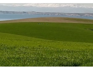 Tarlada Görülen Domuzlar Havyan Sahiplerini Korkutuyor