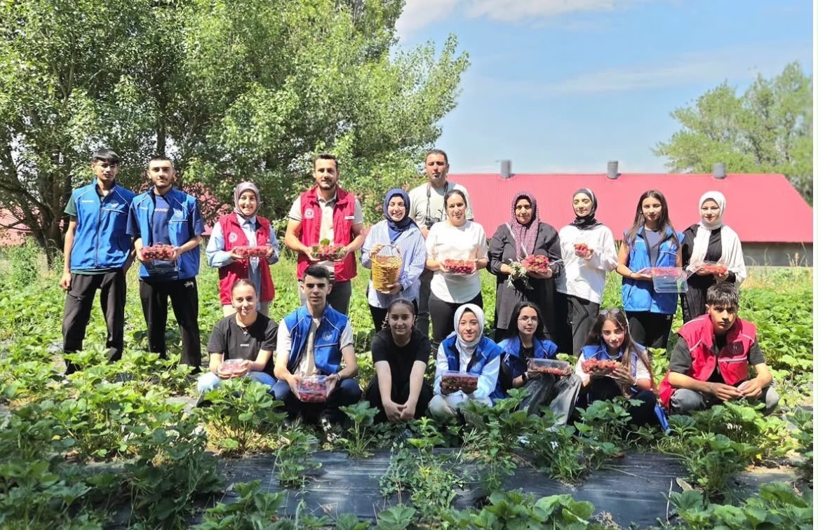 agrili-gonullu-genclerden-cilek-hasadina-destek