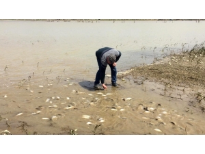 Tarladan Balık Topladılar