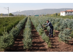 Fidan Satışlarına Ara Verildi