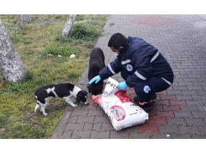 Biga Belediyesi Sokak Hayvanlarını Unutmuyor