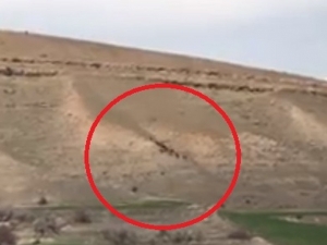 Elazığ’da Domuz Sürüsü Görüntülendi