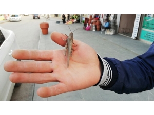 Şemdinli’de Çekirge Görülmesi Şaşırttı